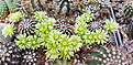 Echinocereus viridiflorus ssp chloranthus