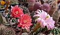 Echinocereus sheerii ssp gentryi