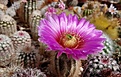 Echinocereus baileyi v. brunispinus