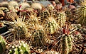 Молодые Echinocereus engelmannii