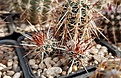 Echinocereus engelmannii