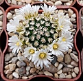 Mammillaria roemerii