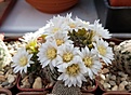 Mammillaria zeilmanniana v. albiflora