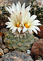 Strombocactus disciformis   SB 174