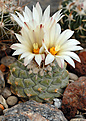 Strombocactus disciformis   SB 174