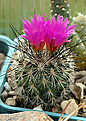 Gymnocactus viereckii