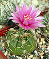 Gymnocalycium  denudatum cv. Jan schuba,