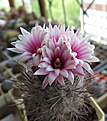 Pyrrhocactus floccosus