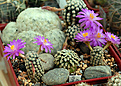 Mammillaria teresa