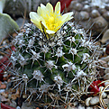 Copiapoa  humilis