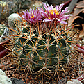 Ferocactus fordii