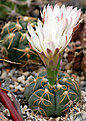 Gymnocalycium  denudatum f AH368