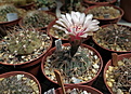 Gymnocalycium speggazinii VG-354