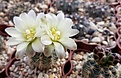 Gymnocalycium bruchii ssp. deminii VG-1176