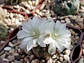 Gymnocalycium bruchii ssp cumbrecitense