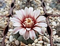 Gymbocalycium prochazkianum