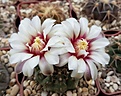 Gymnocalycium stellatum v. kleinianum