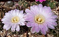 Gymnocalycium achiracense