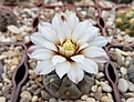 Gymnocalycium borthii ssp nogolense VG-012