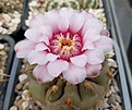 Gymnocalycium ferrarii var.