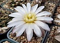 Gymnocalycium gibbosum