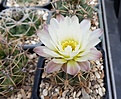 Gymnocalycium reductum