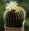 Eriocactus claviceps