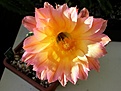 Echinopsis hybrid `Arabesque`