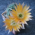 Lobivia pugionacantha