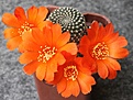 Rebutia krainziana