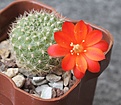 Rebutia xanthocarpa