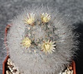 Mammillaria bocasana