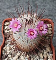 Mammillaria bombicina