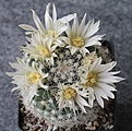 Mammillaria coahuilensis