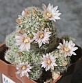 Mammillaria giselae