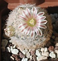 Mammillaria lasiacantha (первое цветение)