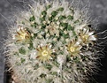 Mammillaria nejapensis