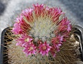 Mammillaria rekoi v. leptacantha