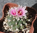 Turbinicarpus laui