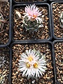 O.denegrii San Antonio, Tamaulipas