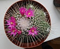 Mammillaria spinosissima v. Un Pico