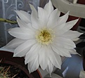 Echinopsis subdenudata
