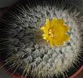 Parodia chrysacanthion
