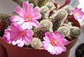Rebutia perplexa
