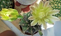 Gymnocalycium michanovichii