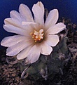 Turbinicarpus schwarzii
