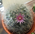 Mammillaria bocasana