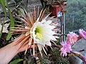 Selenicereus grandiflorus.