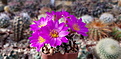 Mammillaria bertholdii