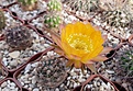 Lobivia chrisantha v. klusacekii